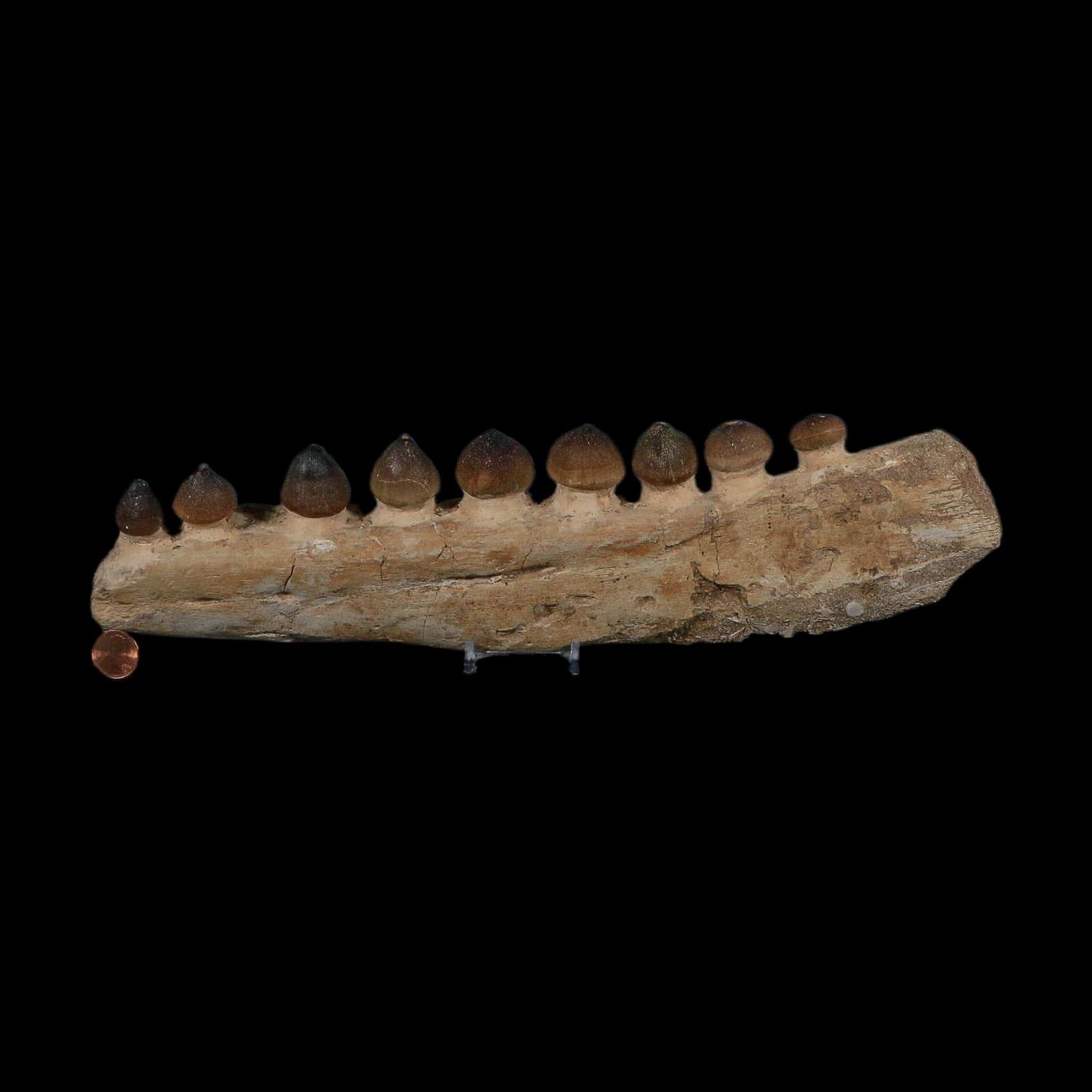 13.4" Globidens Mosasaur Fossil Tooth Jaw Section Cretaceous Dinosaur Era COA - Fossil Age Minerals