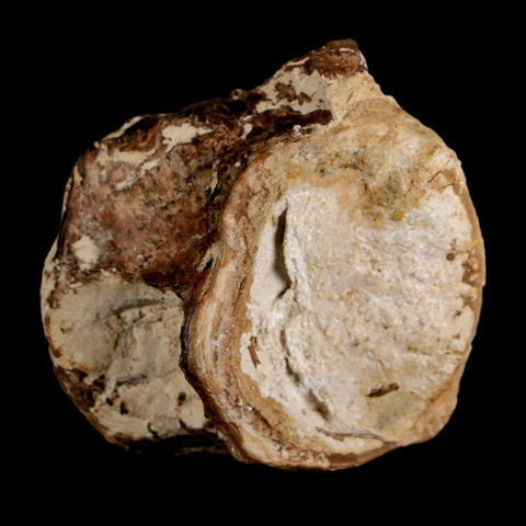 1.9" Ichthyodectes Fish Fossil Vertebrae Late Cretaceous Era Niobrara Formation Kansas - Fossil Age Minerals