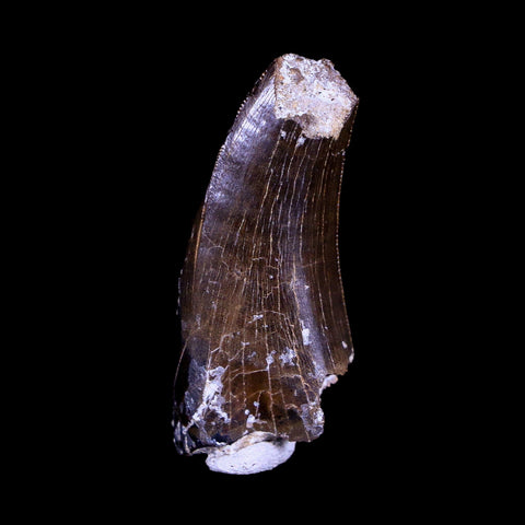 1.3" Tyrannosaurus Rex Fossil Serrated Tooth Dinosaur Hell Creek FM MT COA Display - Fossil Age Minerals