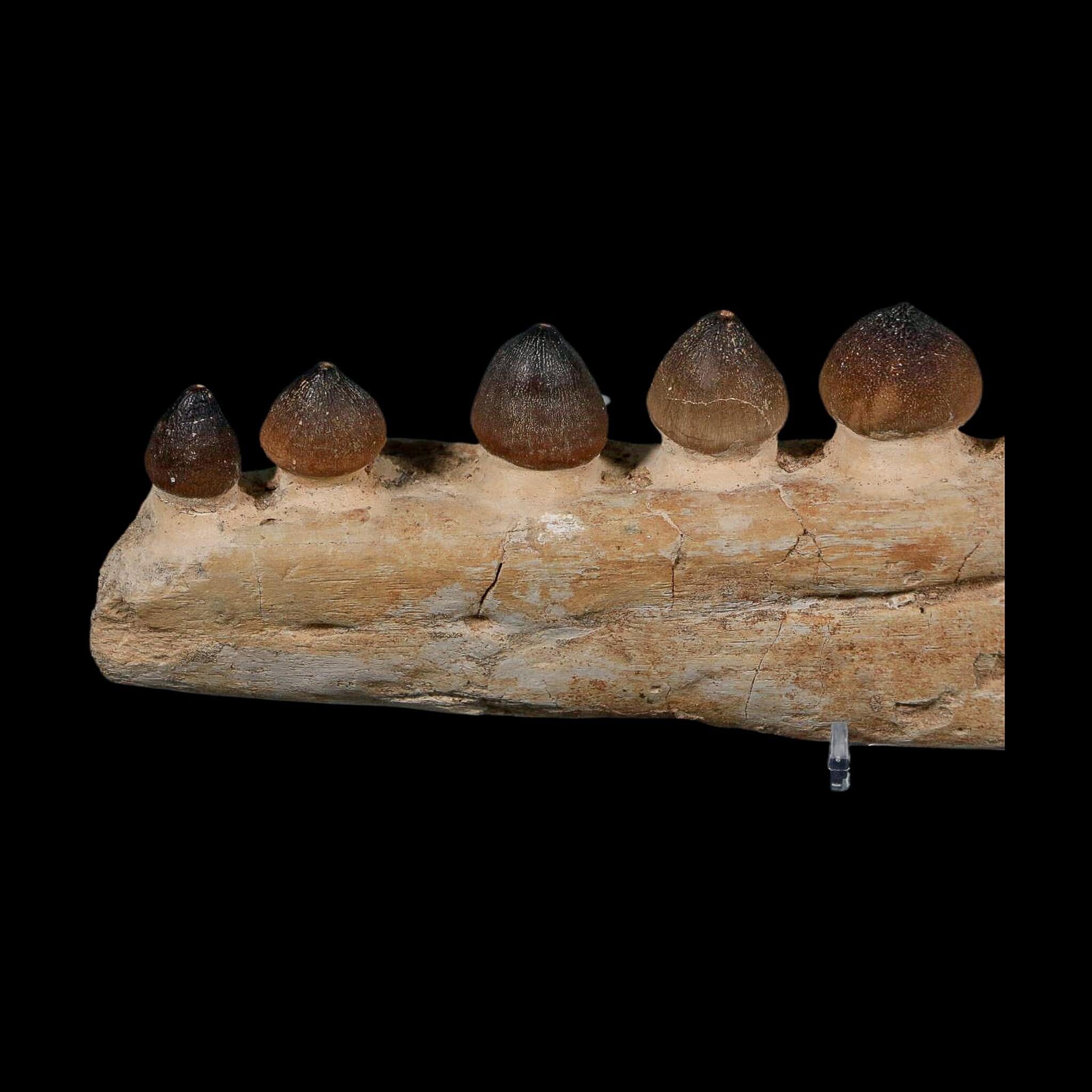 13.4" Globidens Mosasaur Fossil Tooth Jaw Section Cretaceous Dinosaur Era COA - Fossil Age Minerals