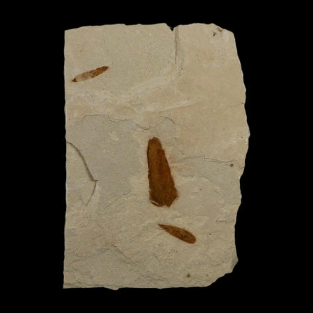 3 Three Detailed Mimosite Coloradensis Fossil Plant Leaf Eocene Age Green River Utah