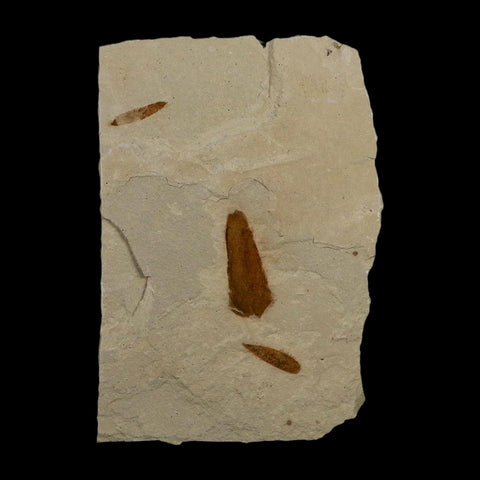 3 Three Detailed Mimosite Coloradensis Fossil Plant Leaf Eocene Age Green River Utah - Fossil Age Minerals