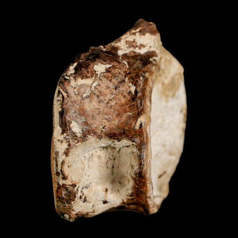 1.9" Ichthyodectes Fish Fossil Vertebrae Late Cretaceous Era Niobrara Formation Kansas - Fossil Age Minerals