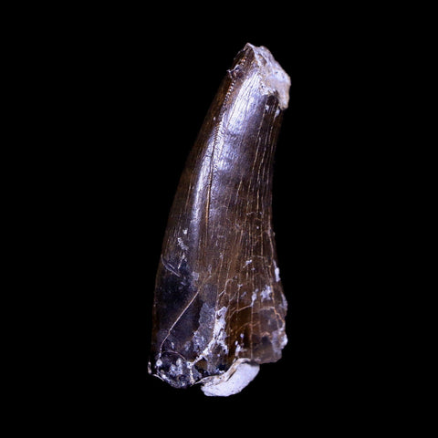 1.3" Tyrannosaurus Rex Fossil Serrated Tooth Dinosaur Hell Creek FM MT COA Display - Fossil Age Minerals