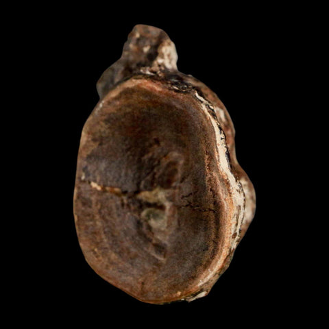 1.9" Ichthyodectes Fish Fossil Vertebrae Late Cretaceous Era Niobrara Formation Kansas - Fossil Age Minerals