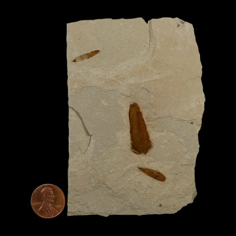 3 Three Detailed Mimosite Coloradensis Fossil Plant Leaf Eocene Age Green River Utah - Fossil Age Minerals