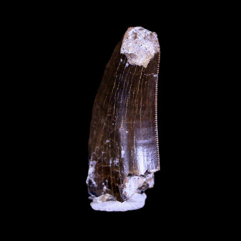 1.3" Tyrannosaurus Rex Fossil Serrated Tooth Dinosaur Hell Creek FM MT COA Display - Fossil Age Minerals