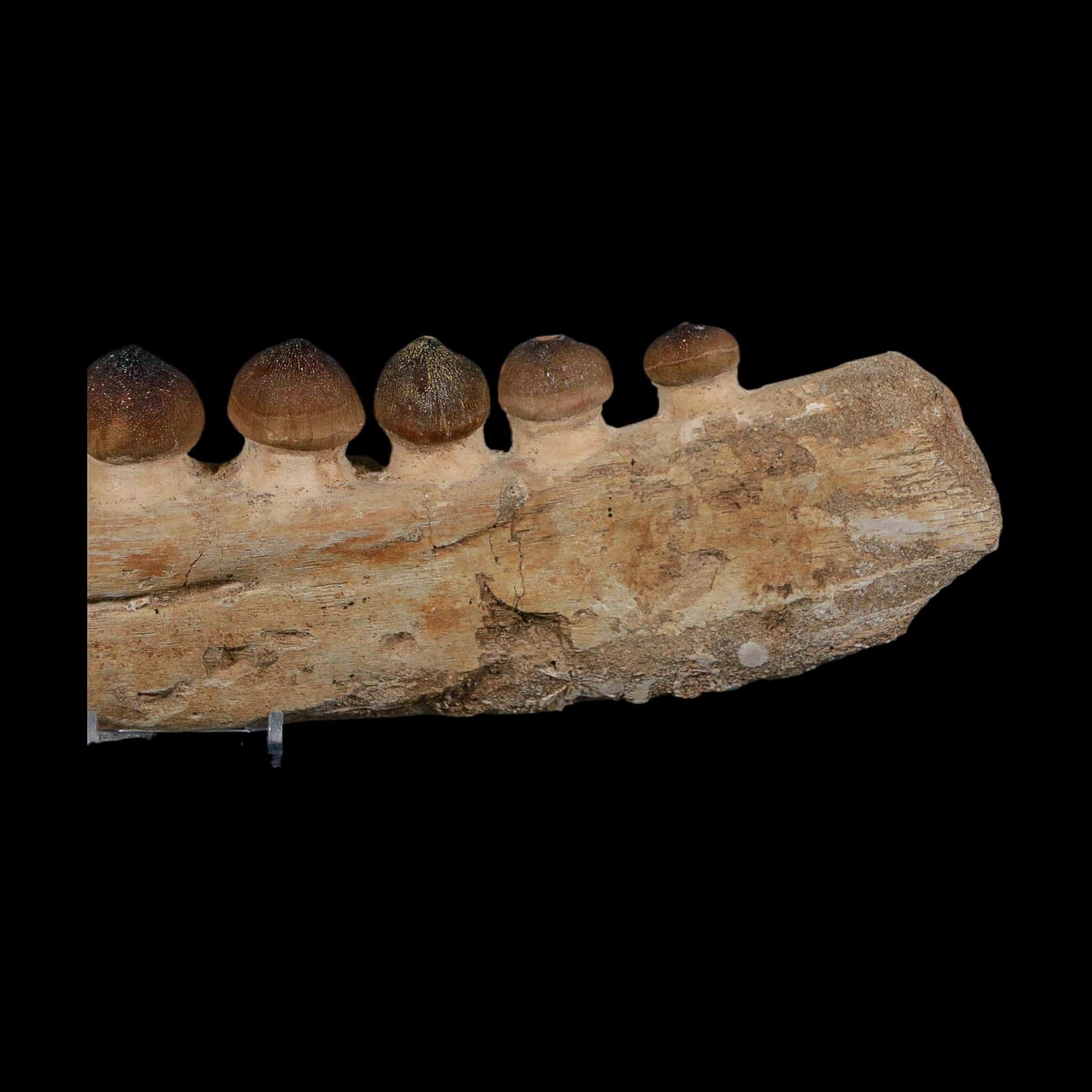 13.4" Globidens Mosasaur Fossil Tooth Jaw Section Cretaceous Dinosaur Era COA - Fossil Age Minerals