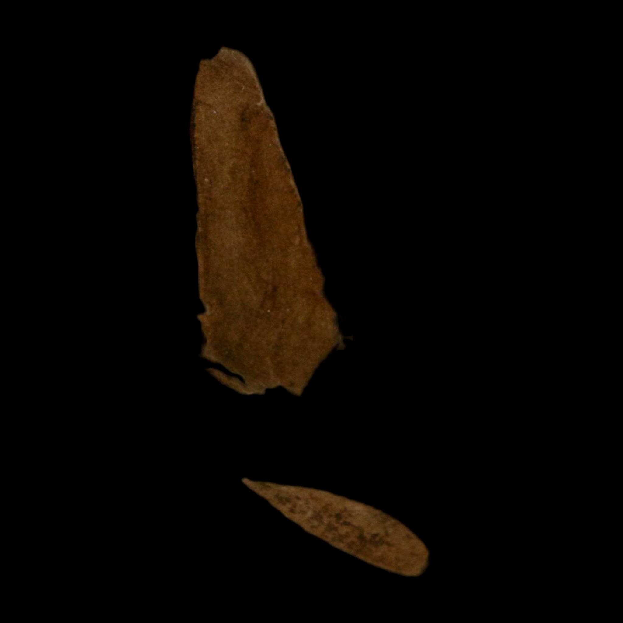 3 Three Detailed Mimosite Coloradensis Fossil Plant Leaf Eocene Age Green River Utah - Fossil Age Minerals