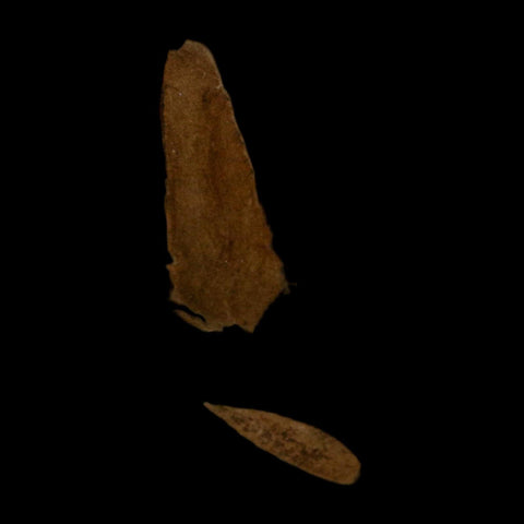3 Three Detailed Mimosite Coloradensis Fossil Plant Leaf Eocene Age Green River Utah - Fossil Age Minerals