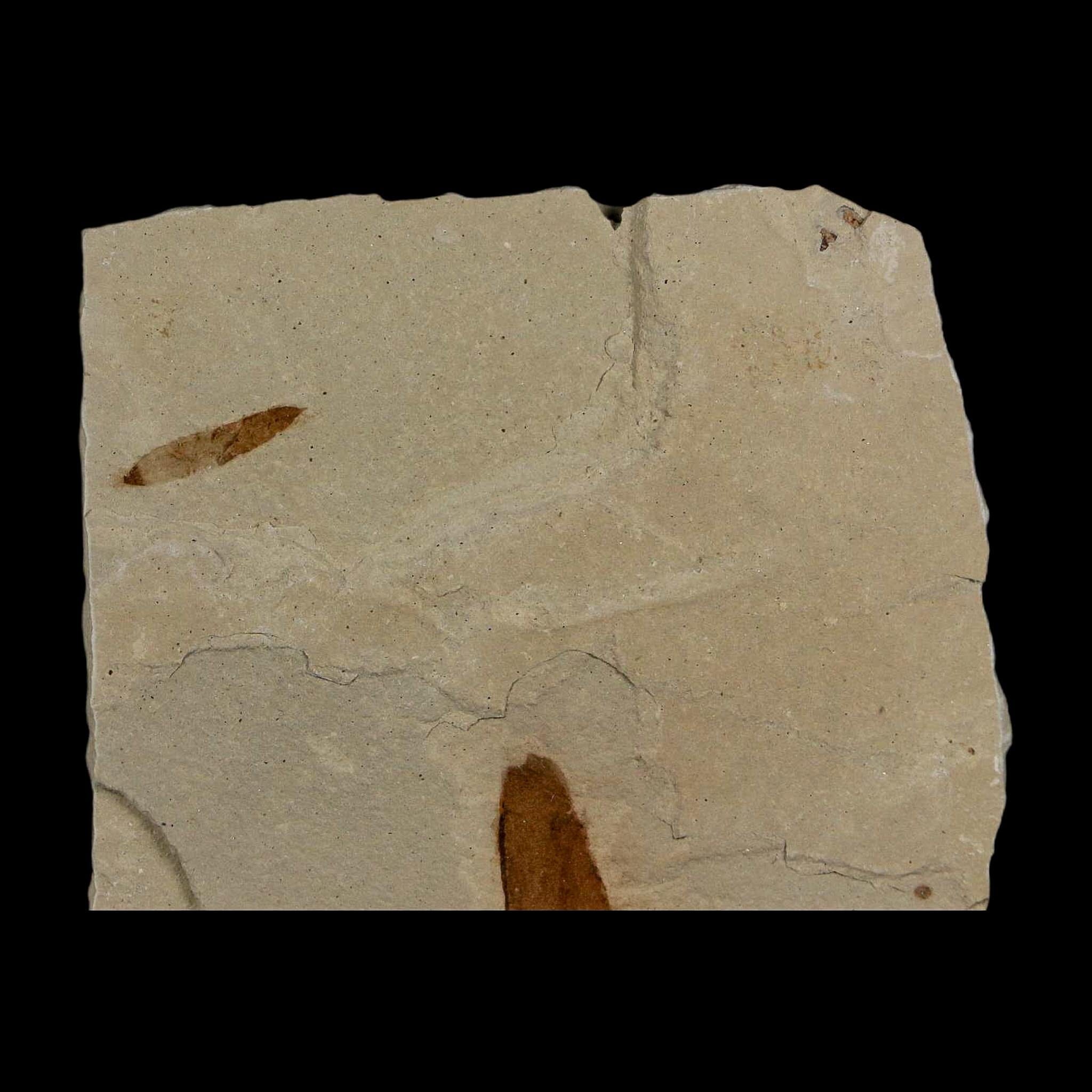 3 Three Detailed Mimosite Coloradensis Fossil Plant Leaf Eocene Age Green River Utah - Fossil Age Minerals