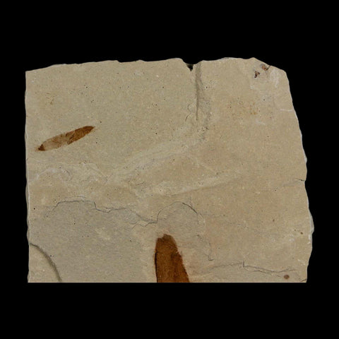 3 Three Detailed Mimosite Coloradensis Fossil Plant Leaf Eocene Age Green River Utah - Fossil Age Minerals