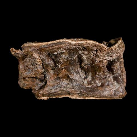 2.4" Ichthyodectes Fish Fossil Vertebrae Late Cretaceous Era Niobrara Formation Kansas - Fossil Age Minerals
