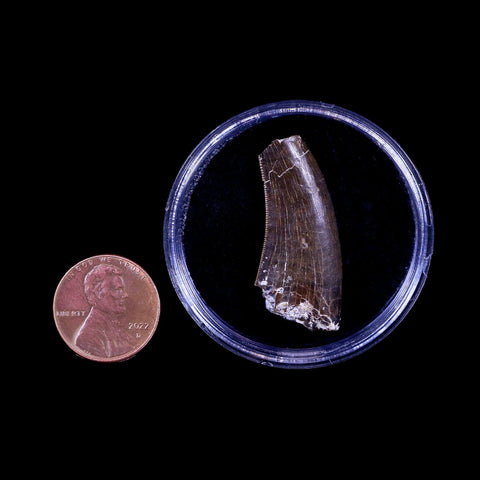 1.3" Tyrannosaurus Rex Fossil Serrated Tooth Dinosaur Hell Creek FM MT COA Display - Fossil Age Minerals
