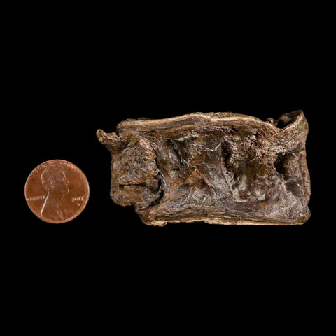 2.4" Ichthyodectes Fish Fossil Vertebrae Late Cretaceous Era Niobrara Formation Kansas - Fossil Age Minerals