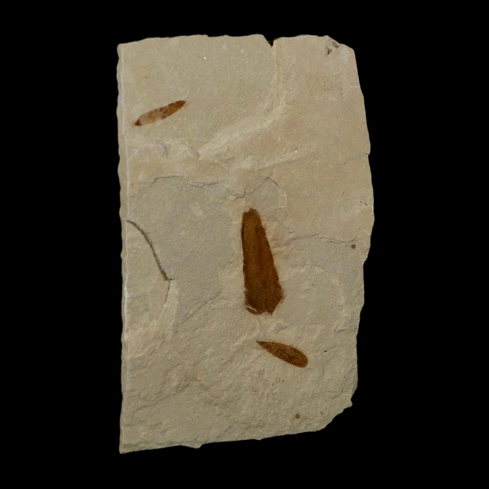 3 Three Detailed Mimosite Coloradensis Fossil Plant Leaf Eocene Age Green River Utah - Fossil Age Minerals
