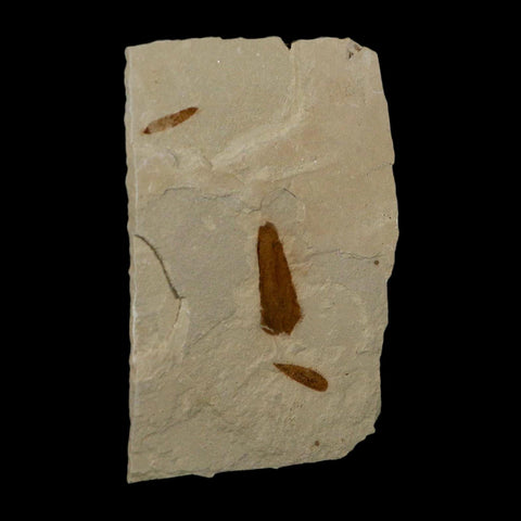 3 Three Detailed Mimosite Coloradensis Fossil Plant Leaf Eocene Age Green River Utah - Fossil Age Minerals