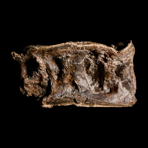 2.4" Ichthyodectes Fish Fossil Vertebrae Late Cretaceous Era Niobrara Formation Kansas - Fossil Age Minerals