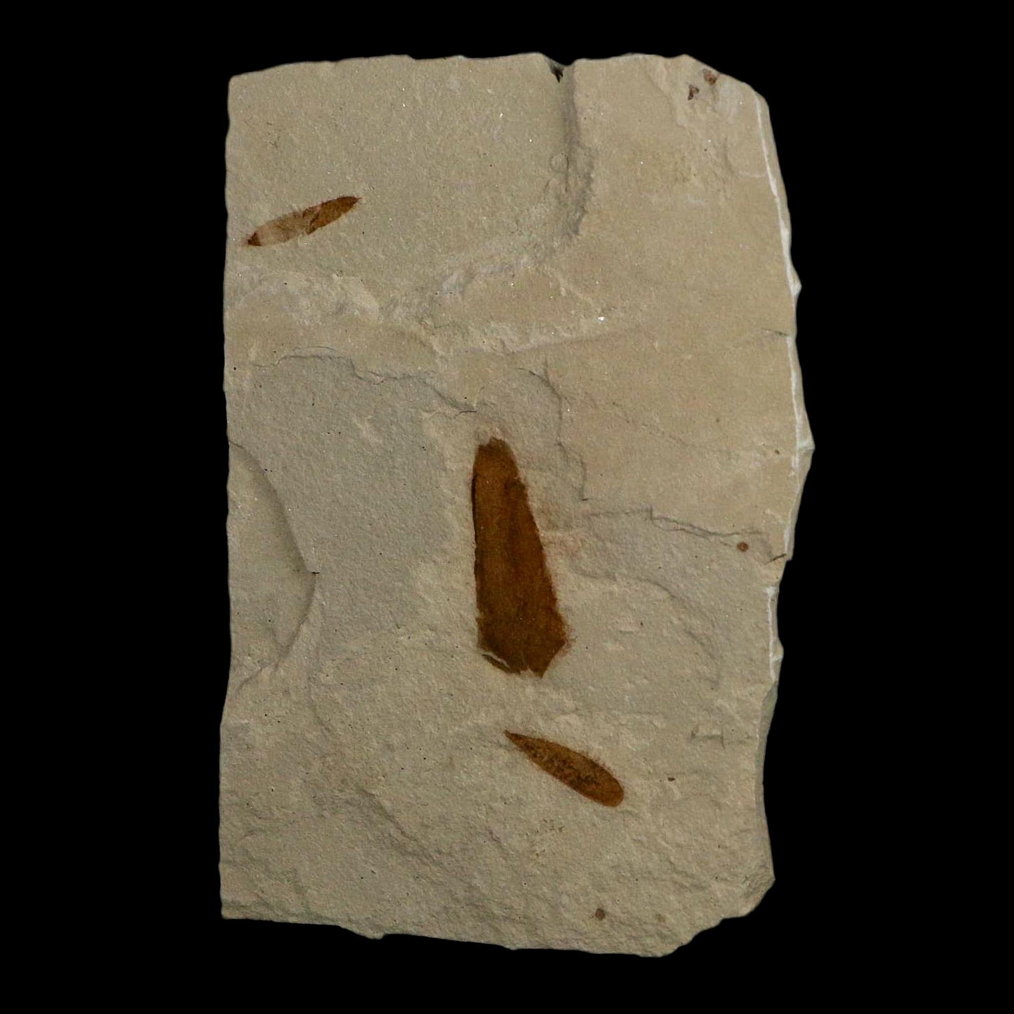 3 Three Detailed Mimosite Coloradensis Fossil Plant Leaf Eocene Age Green River Utah - Fossil Age Minerals