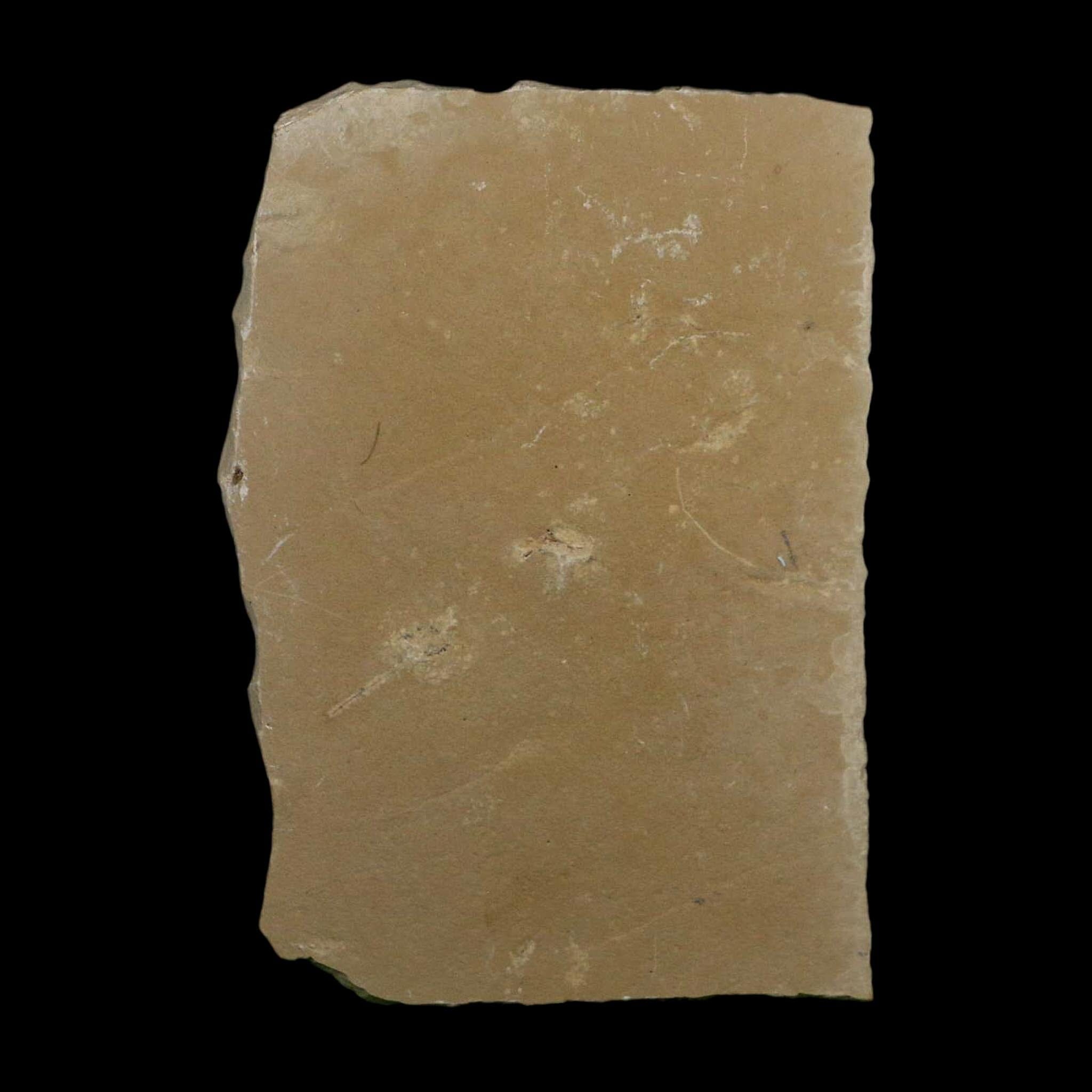 3 Three Detailed Mimosite Coloradensis Fossil Plant Leaf Eocene Age Green River Utah - Fossil Age Minerals