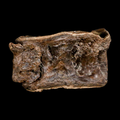 2.4" Ichthyodectes Fish Fossil Vertebrae Late Cretaceous Era Niobrara Formation Kansas - Fossil Age Minerals