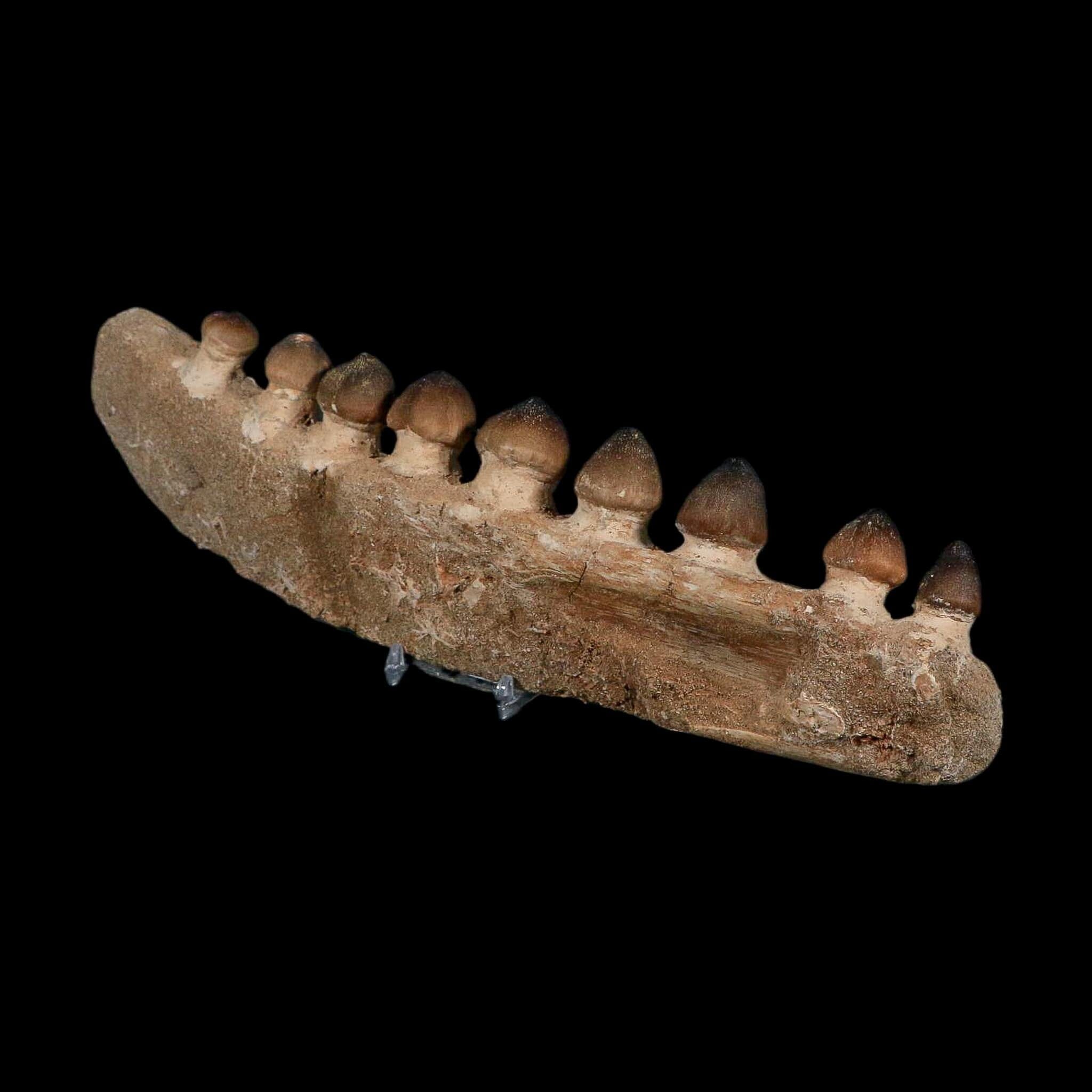13.4" Globidens Mosasaur Fossil Tooth Jaw Section Cretaceous Dinosaur Era COA - Fossil Age Minerals