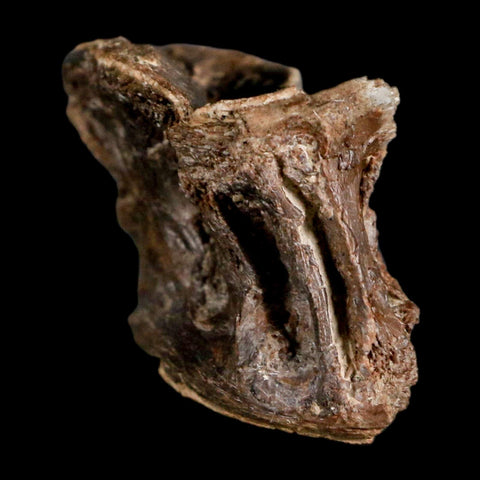 2.4" Ichthyodectes Fish Fossil Vertebrae Late Cretaceous Era Niobrara Formation Kansas - Fossil Age Minerals