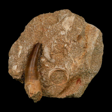 1.8" Plesiosaur Zarafasaura Tooth Fossil In Matrix Cretaceous Dinosaur Era COA