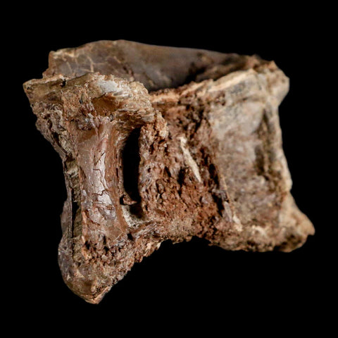 2.4" Ichthyodectes Fish Fossil Vertebrae Late Cretaceous Era Niobrara Formation Kansas - Fossil Age Minerals