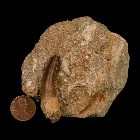 1.8" Plesiosaur Zarafasaura Tooth Fossil In Matrix Cretaceous Dinosaur Era COA - Fossil Age Minerals