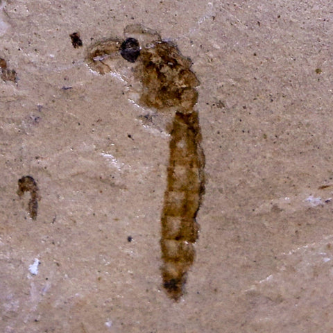 0.5 Detailed Fossil Diptera Insect Green River FM Uintah County UT Eocene Age - Fossil Age Minerals