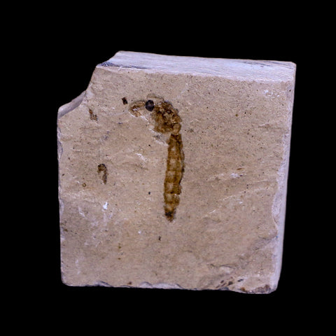 0.5 Detailed Fossil Diptera Insect Green River FM Uintah County UT Eocene Age - Fossil Age Minerals