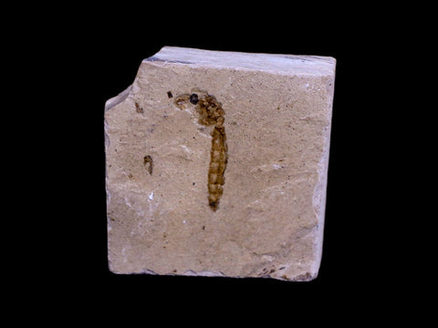 0.5 Detailed Fossil Diptera Insect Green River FM Uintah County UT Eocene Age - Fossil Age Minerals