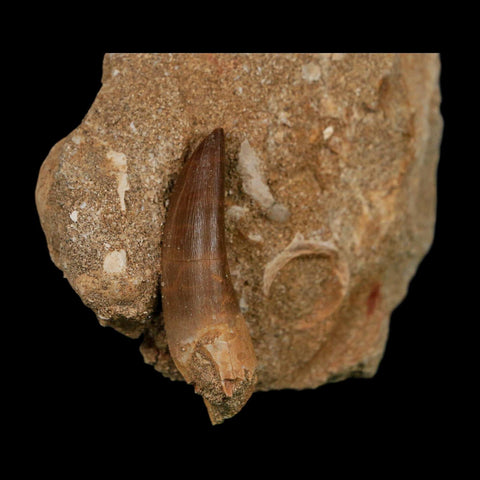 1.8" Plesiosaur Zarafasaura Tooth Fossil In Matrix Cretaceous Dinosaur Era COA - Fossil Age Minerals