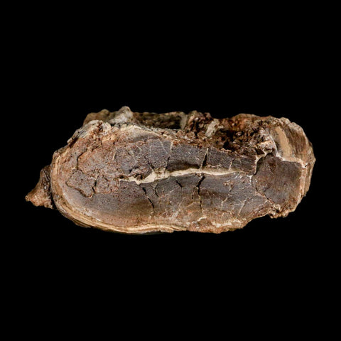 2.4" Ichthyodectes Fish Fossil Vertebrae Late Cretaceous Era Niobrara Formation Kansas - Fossil Age Minerals