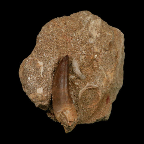1.8" Plesiosaur Zarafasaura Tooth Fossil In Matrix Cretaceous Dinosaur Era COA - Fossil Age Minerals