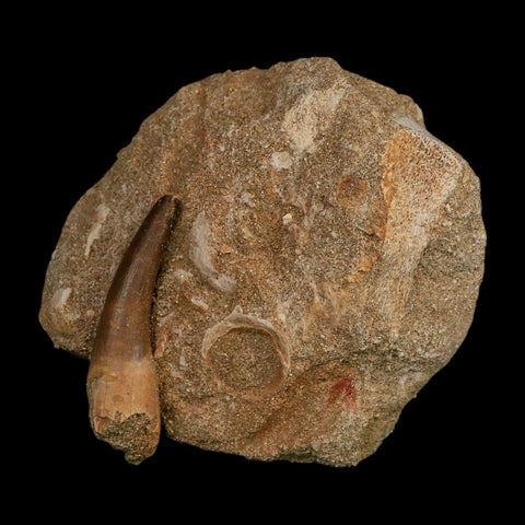 1.8" Plesiosaur Zarafasaura Tooth Fossil In Matrix Cretaceous Dinosaur Era COA - Fossil Age Minerals