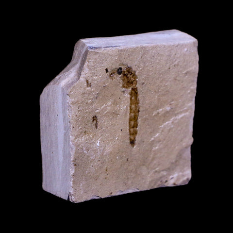 0.5 Detailed Fossil Diptera Insect Green River FM Uintah County UT Eocene Age - Fossil Age Minerals