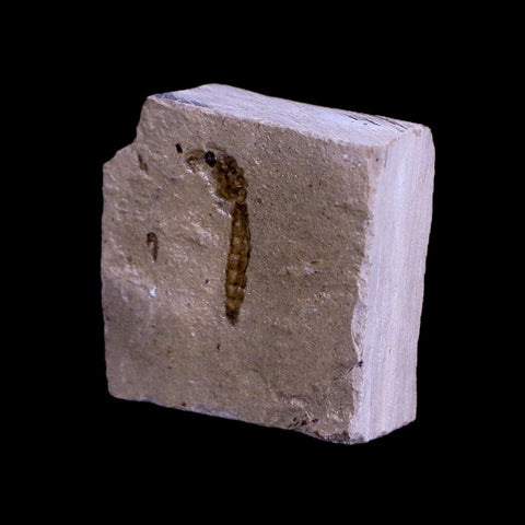 0.5 Detailed Fossil Diptera Insect Green River FM Uintah County UT Eocene Age - Fossil Age Minerals