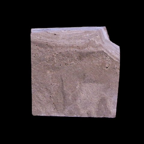 0.5 Detailed Fossil Diptera Insect Green River FM Uintah County UT Eocene Age - Fossil Age Minerals