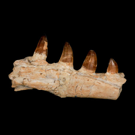 9.5" Mosasaur Prognathodon Fossil Jaw Section Teeth Cretaceous Dinosaur Era COA