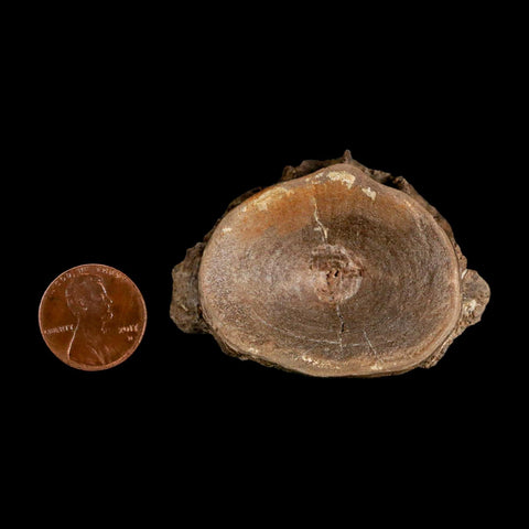 2.2" Ichthyodectes Fish Fossil Vertebrae Late Cretaceous Era Niobrara Formation Kansas - Fossil Age Minerals