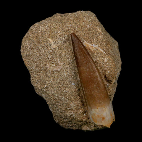 XL 2" Plesiosaur Zarafasaura Tooth Fossil In Matrix Cretaceous Dinosaur Era COA - Fossil Age Minerals
