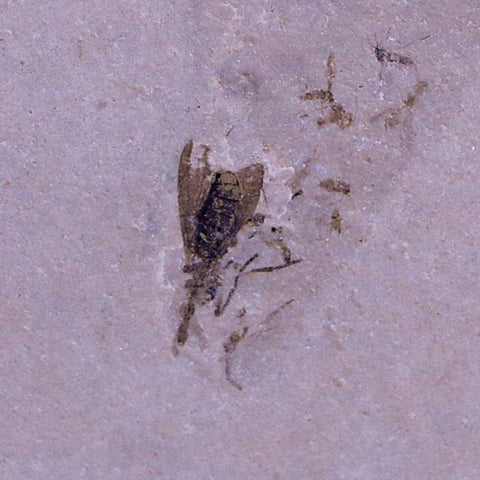 0.4" Detailed Fossil Diptera Insect Green River FM Uintah County UT Eocene Age - Fossil Age Minerals