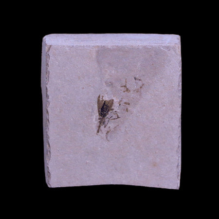 0.4 Detailed Fossil Diptera Insect Green River FM Uintah County UT Eocene Age