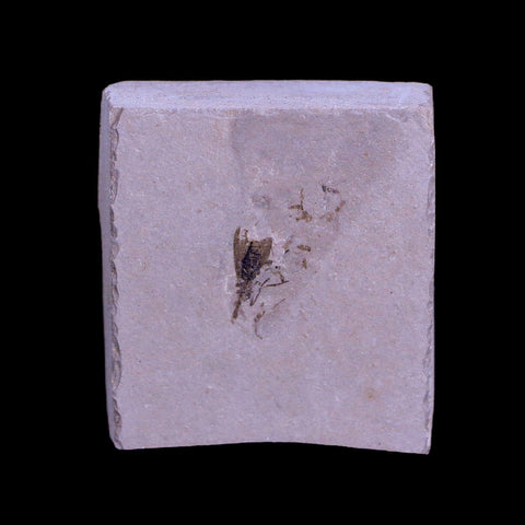 0.4" Detailed Fossil Diptera Insect Green River FM Uintah County UT Eocene Age - Fossil Age Minerals