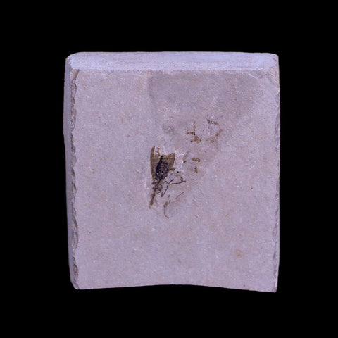 0.4 Detailed Fossil Diptera Insect Green River FM Uintah County UT Eocene Age - Fossil Age Minerals