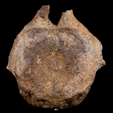 4.1" Pachycephalosaurus Dinosaur Fossil Vertebrae Bone Lance Creek WY COA Stand - Fossil Age Minerals