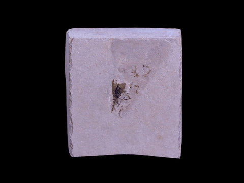 0.4" Detailed Fossil Diptera Insect Green River FM Uintah County UT Eocene Age - Fossil Age Minerals