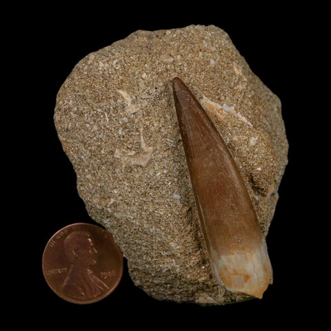 XL 2" Plesiosaur Zarafasaura Tooth Fossil In Matrix Cretaceous Dinosaur Era COA - Fossil Age Minerals